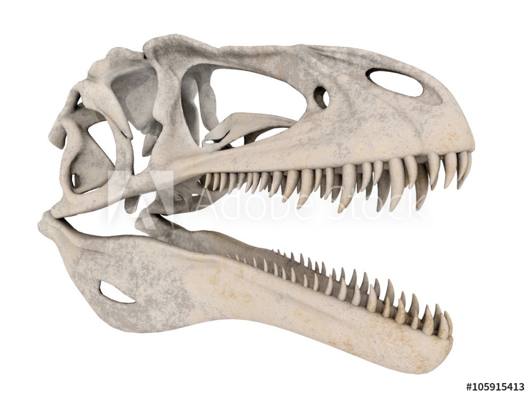 Bild på Dinosaurier Schdel